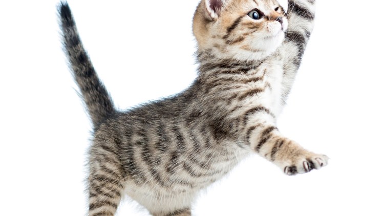 Кошка на прозрачном фоне