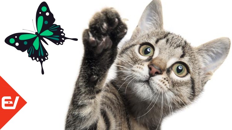 Кошка на прозрачном фоне