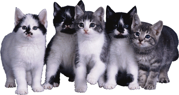 Котенок на прозрачном фоне