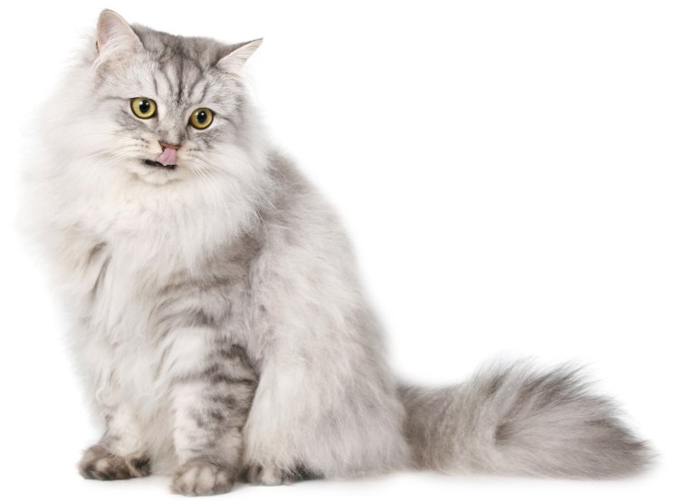 Котенок на прозрачном фоне