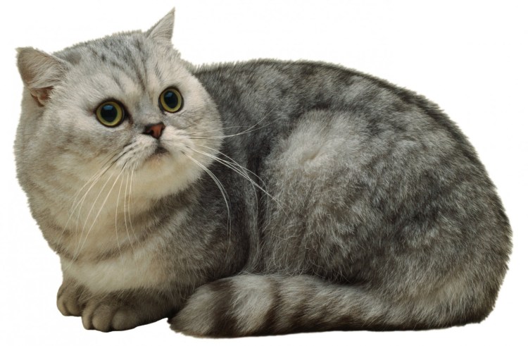 Британский кот на белом фоне