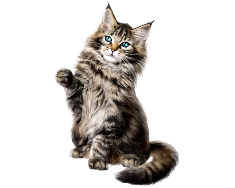 Котенок на прозрачном фоне