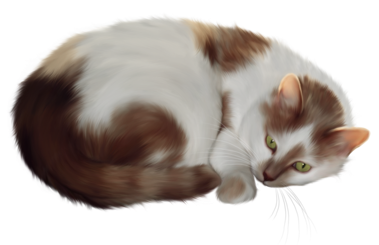 Котик на белом фоне