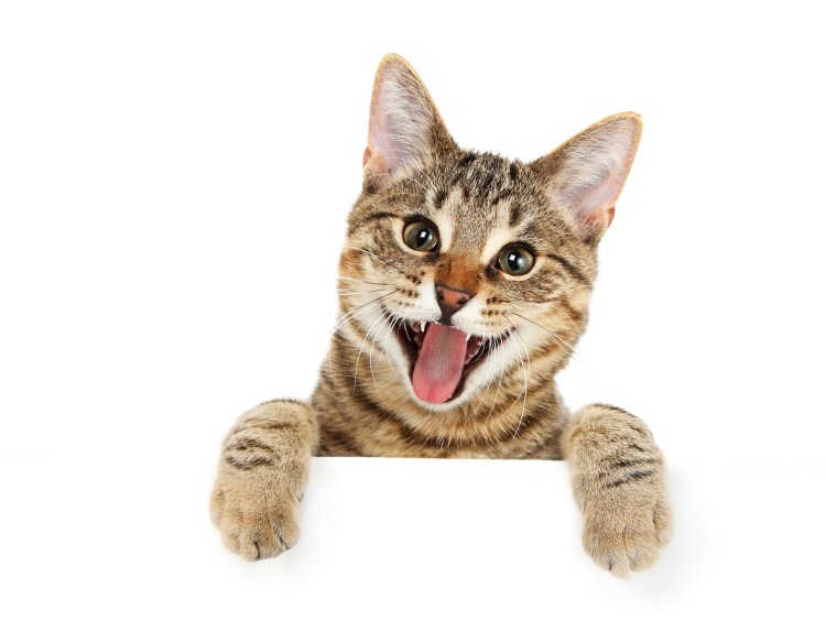 Кошка на белом фоне