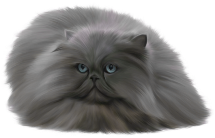 Котенок без фона