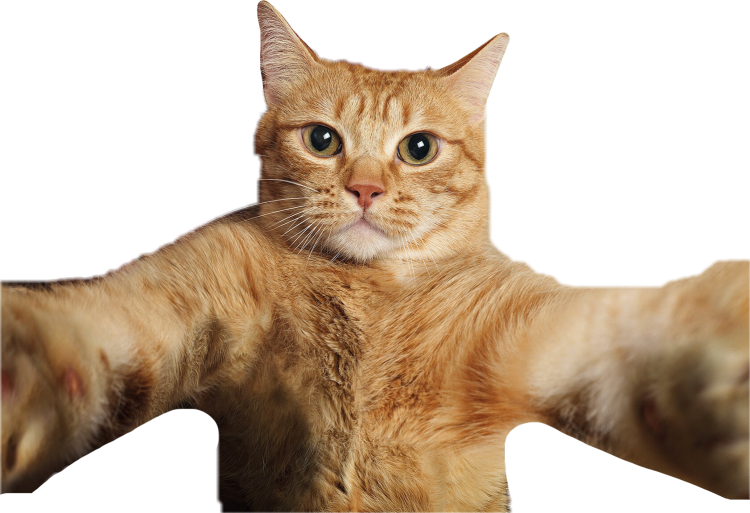 Смешной кот на белом фоне