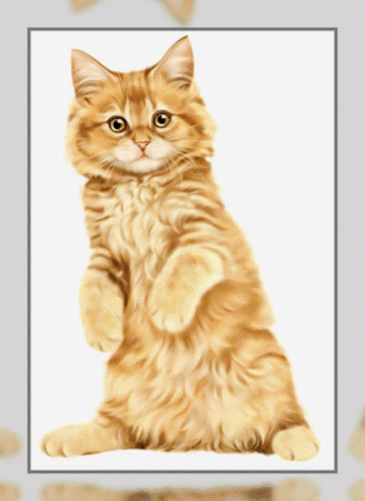 Кошка на прозрачном фоне