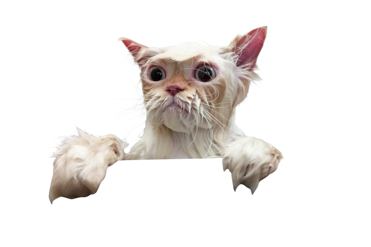 Кошка на прозрачном фоне