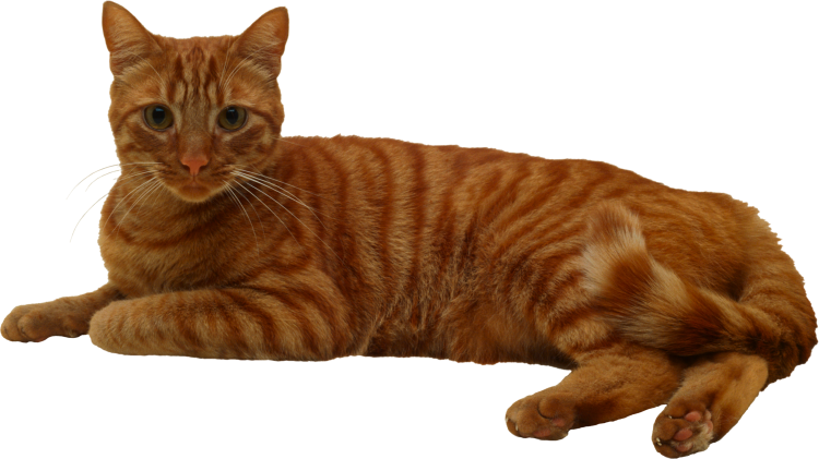 Черный кот на белом фоне