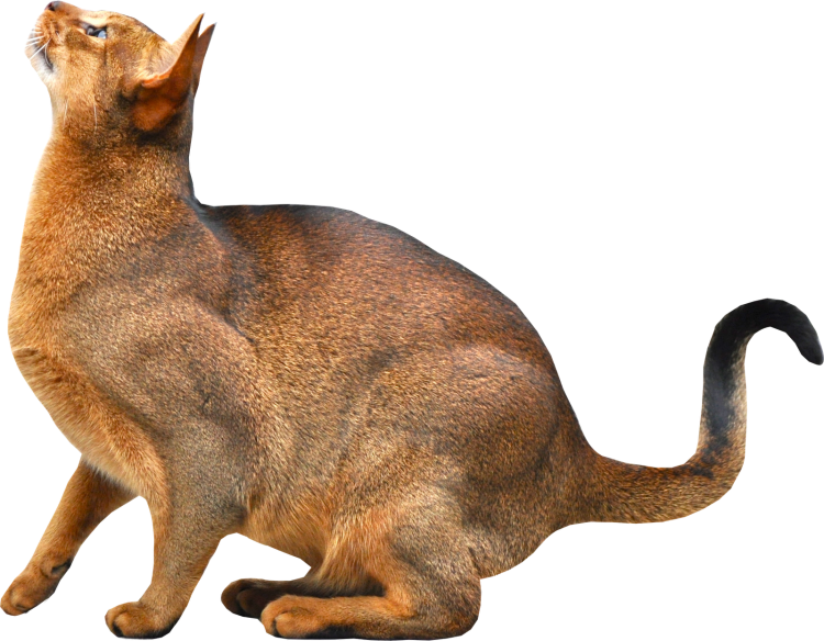 Кошка на белом фоне