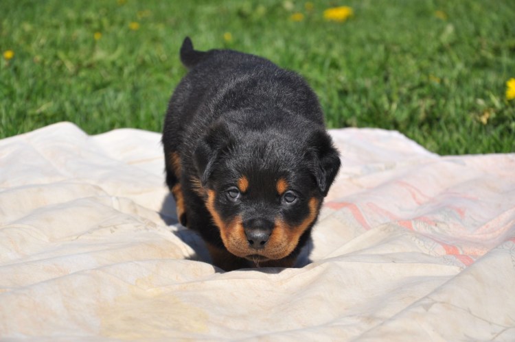 Щенок ротвейлера 1 месяц