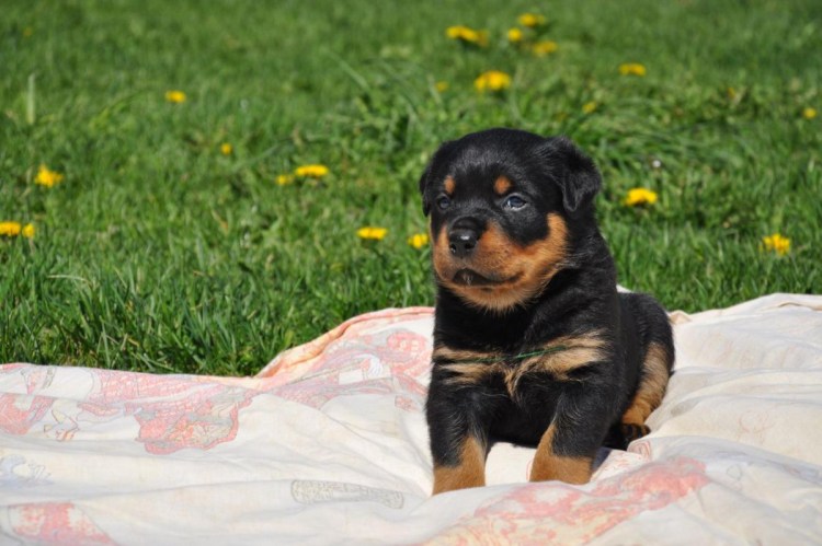 Щенок ротвейлера 1 месяц