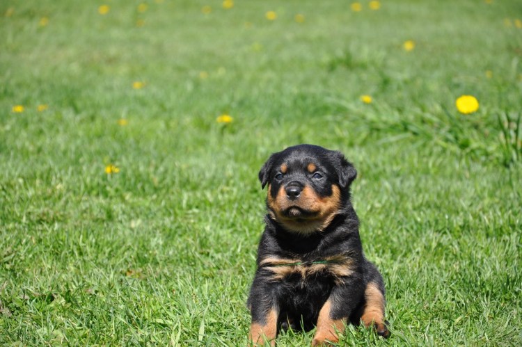 Щенок ротвейлера 1 месяц