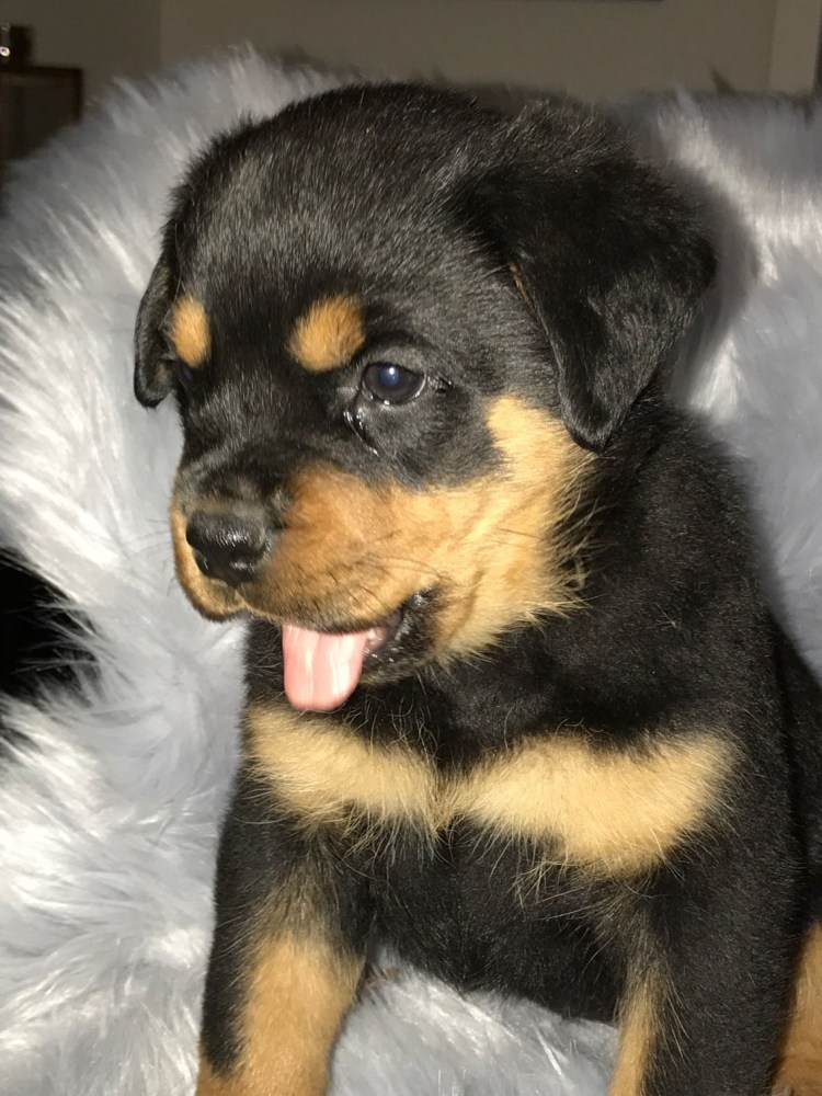 Ротвейлер щенок 1,5