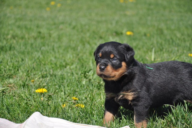 Щенок ротвейлера 1 месяц