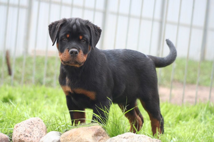 Собака ротвейлер 1 месяц