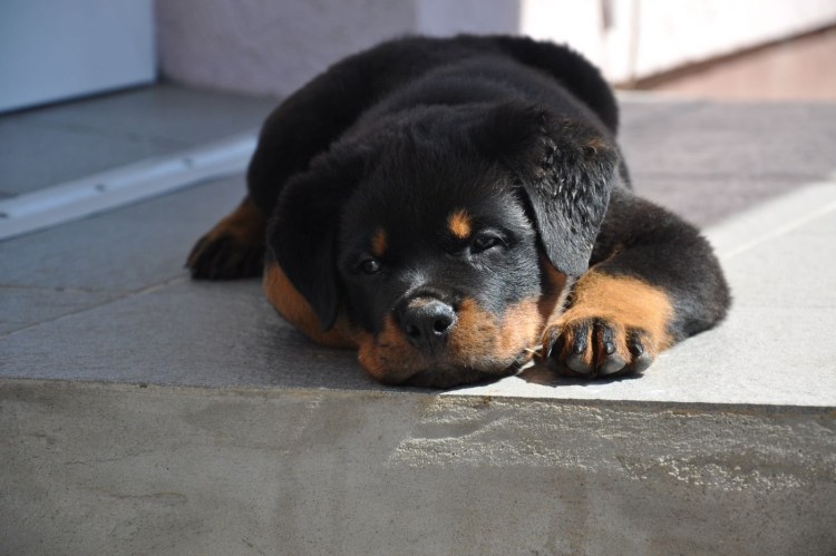 Шотландский ротвейлер