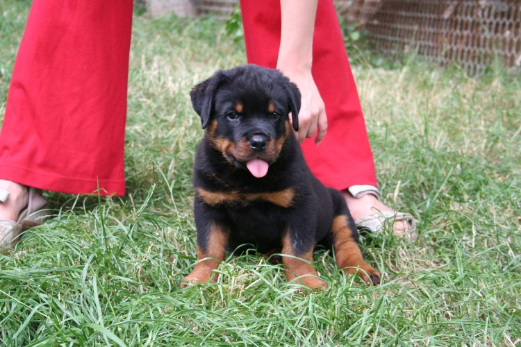 Фото 2х месячных щенков ротвейлера