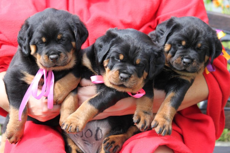 Королевский ротвейлер щенки
