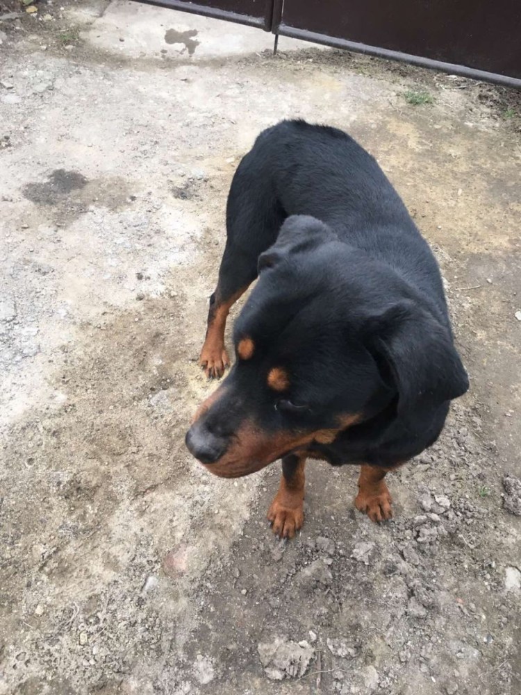 Щенок ротвейлера 8 месяцев