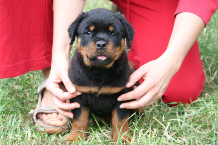 Ротвейлер щенок 1