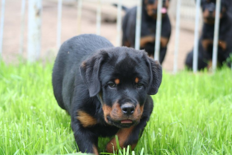 Щенок ротвейлера 1 месяц