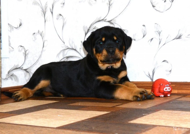 Вес щенка ротвейлера в 1.5 месяца