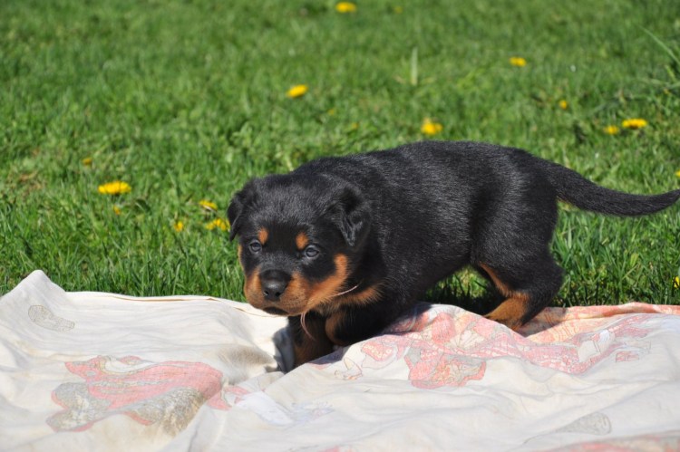 Щенок ротвейлера 1 месяц