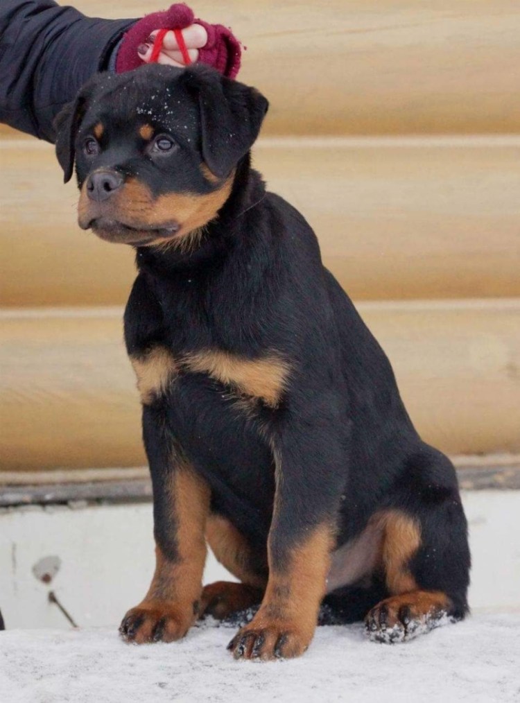 Ротвейлер 5 месяцев