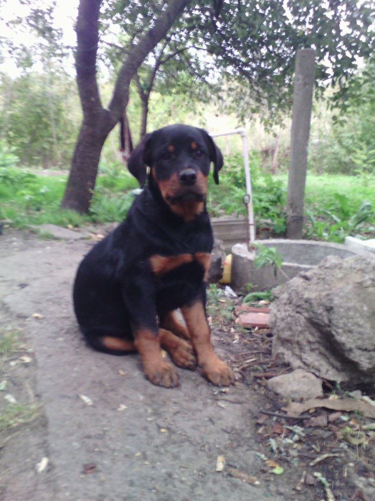 Щенок ротвейлера 3 месяца