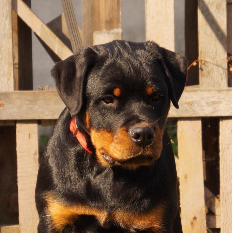 Щенок ротвейлера 4 месяца