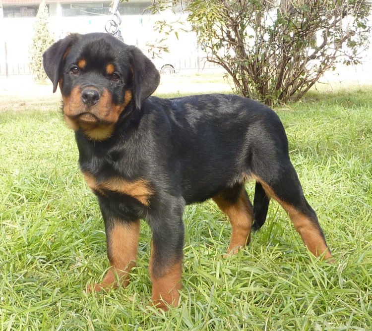 Ротвейлер щенки характер
