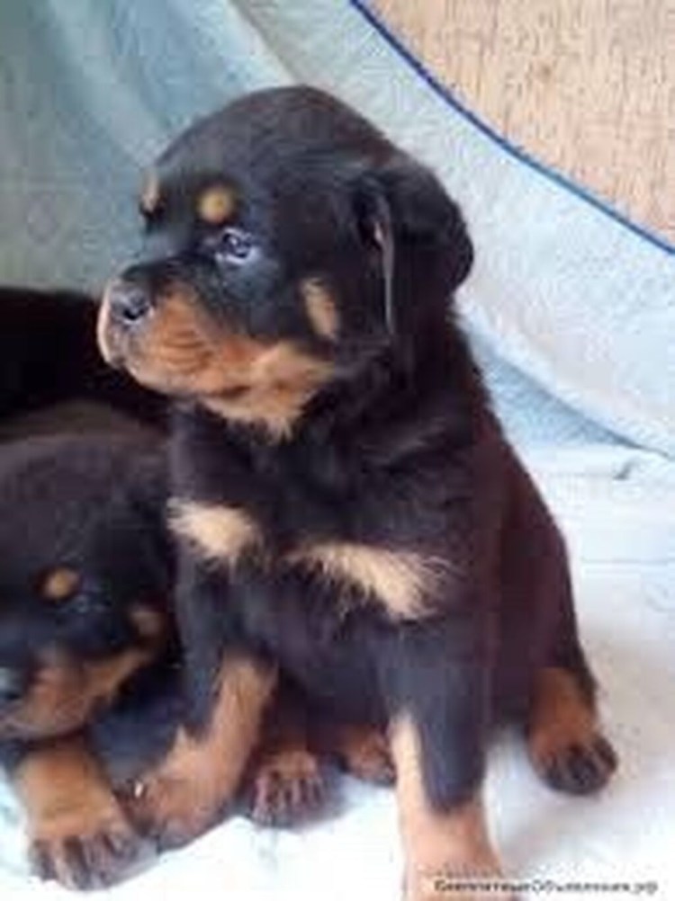 Ротвейлер щенок 1.5 месяца