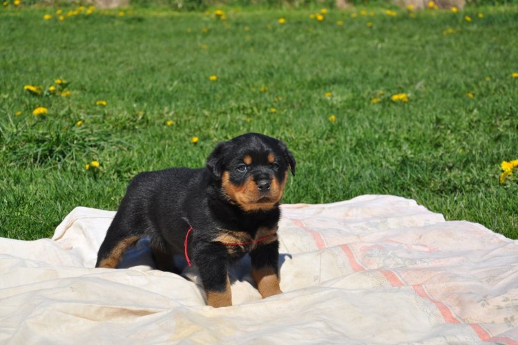 Ротвейлер собака щенок 1 месяц