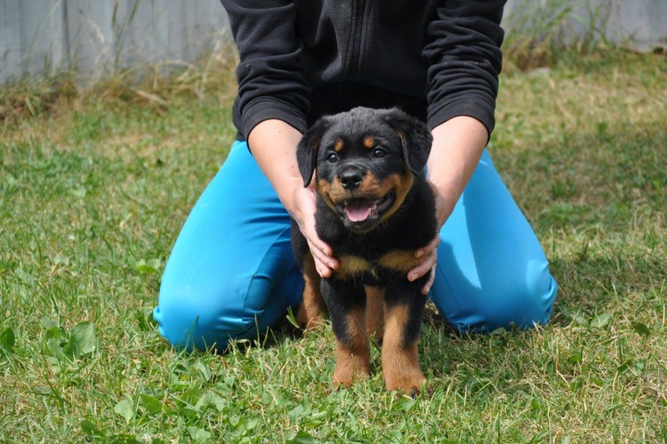 Ротвейлер собакадресеровка