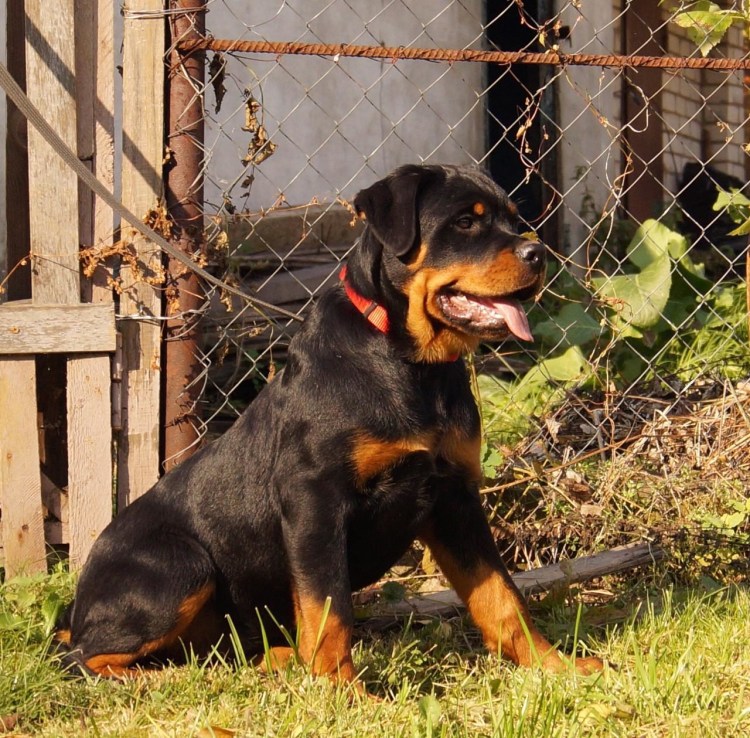 Щенок ротвейлера 4 месяца