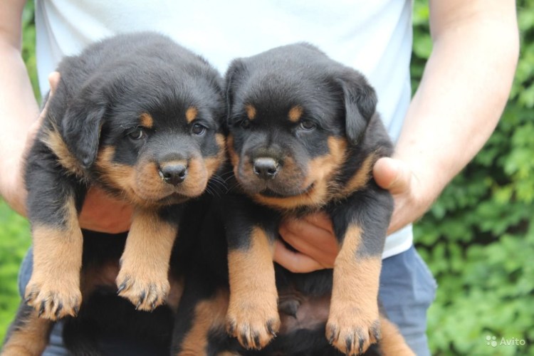 Чистокровный ротвейлер