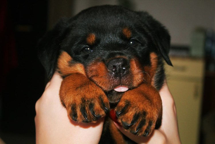 Щенки ротвейлера Бина