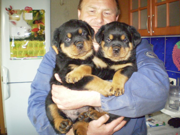 Ротвейлер щенок 1 день