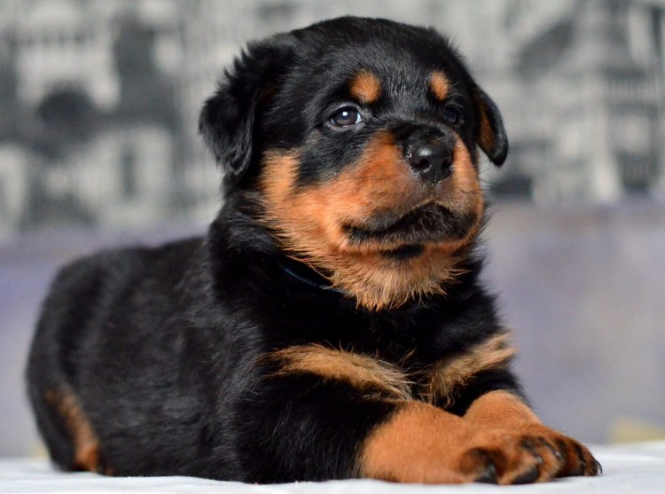 Золотой ротвейлер щенок