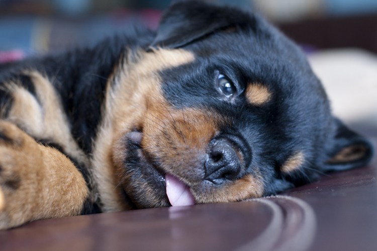 Кормление ротвейлера