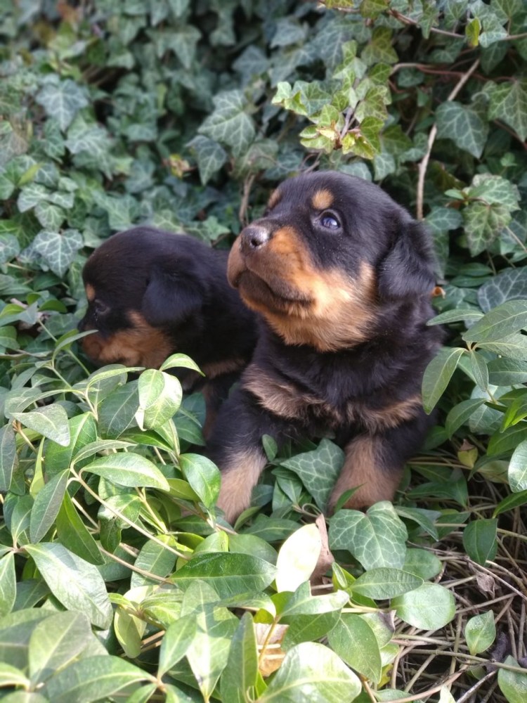 Ротвейлер щенок 1.5 месяца