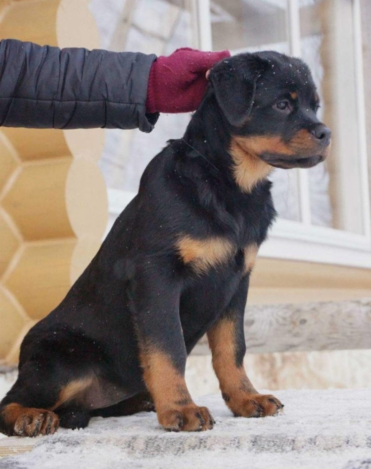 Щенок ротвейлера 4 месяца