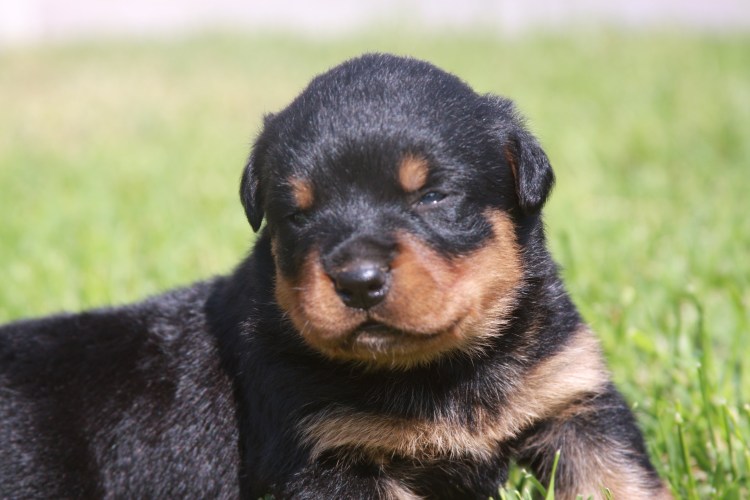 Карликовый ротвейлер