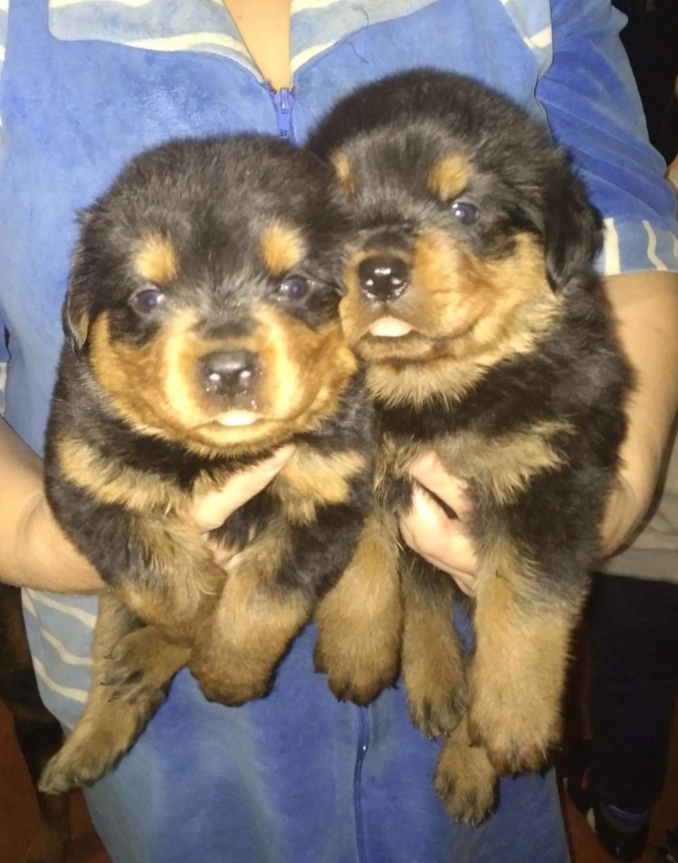 Щенки ротвейлера месячные