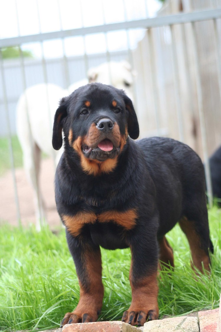 Ротвейлер собака щенок 2 месяца
