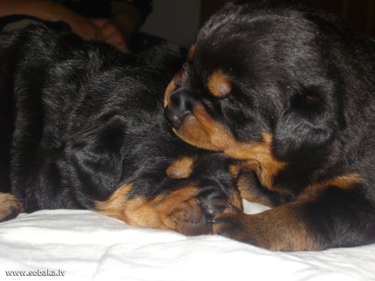 Собака ротвейлер 2 месяца