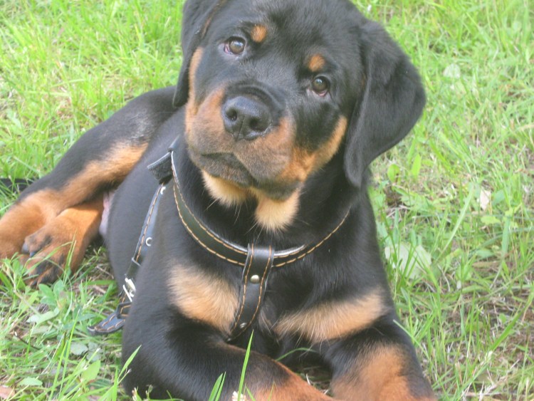 Щенок ротвейлера 3 месяца