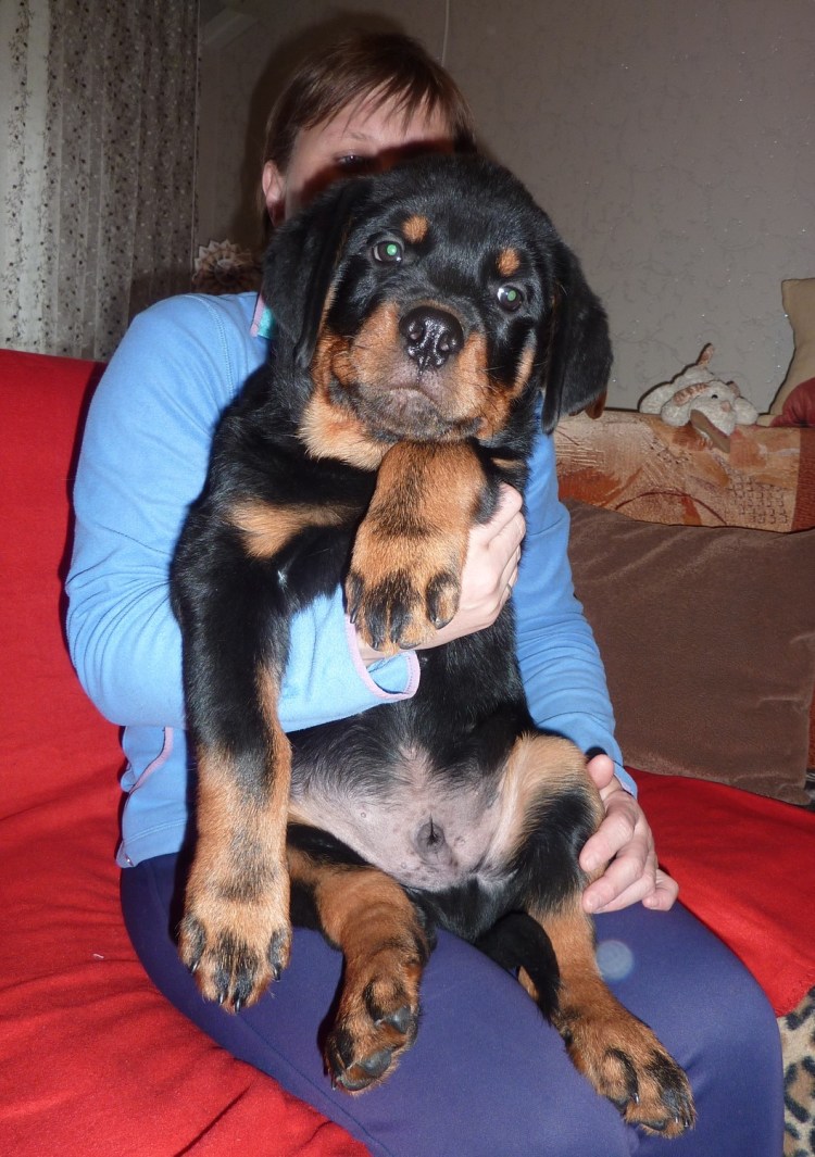 Щенок ротвейлера 6 месяцев