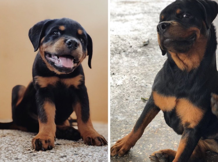 Ротвейлер 3 месяца